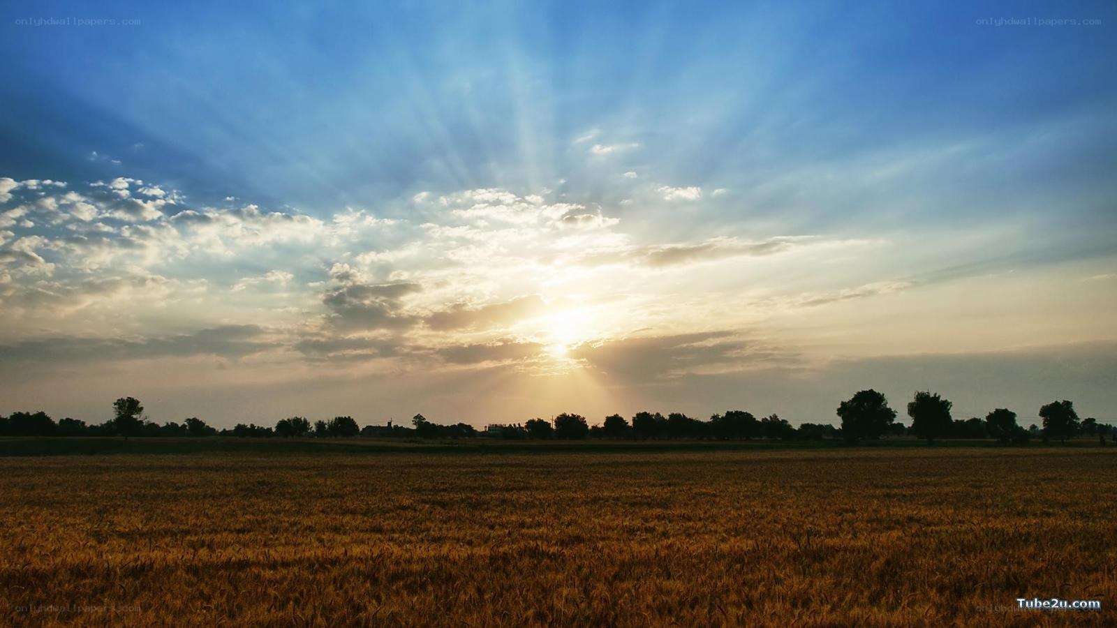 Sunset over a wheat field