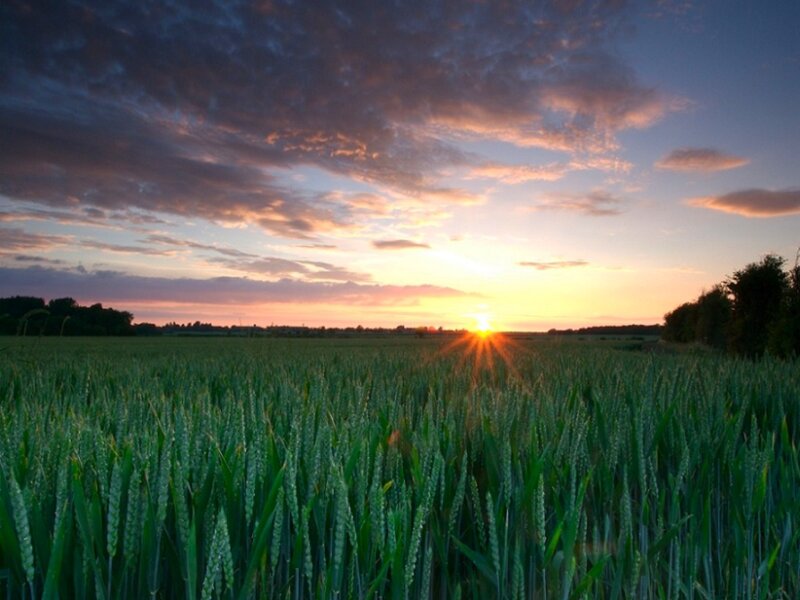Sunset over a wheat field
