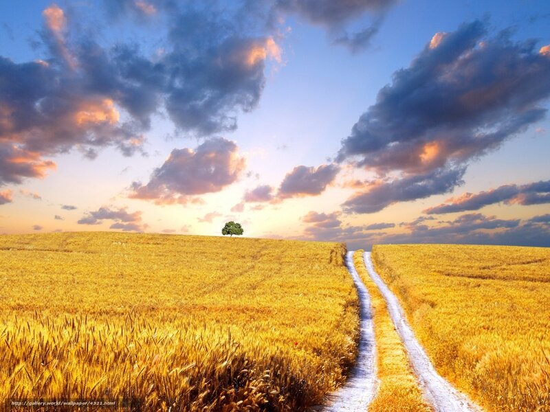 Sunset over a wheat field
