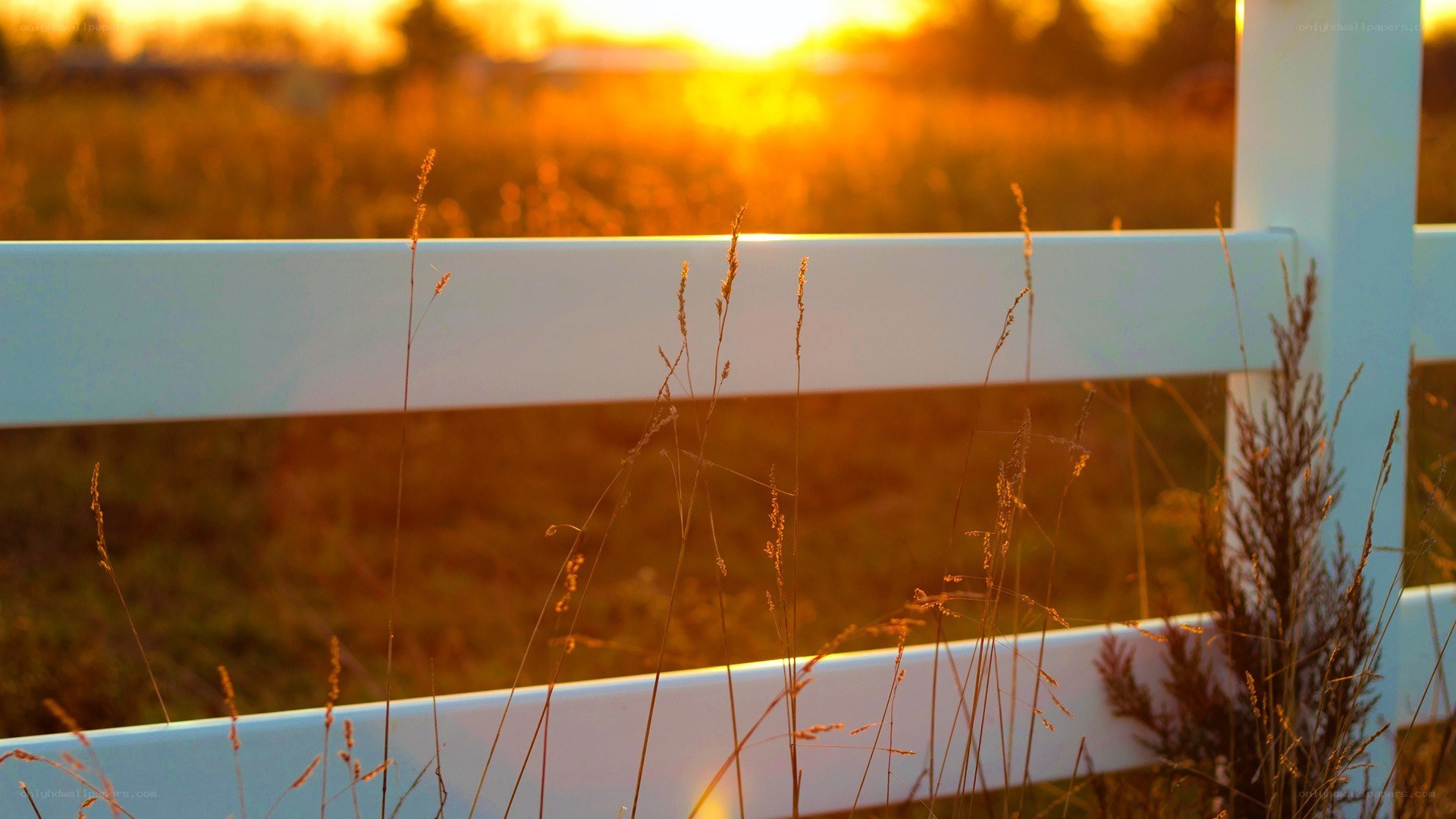 Sunset over a white fence
