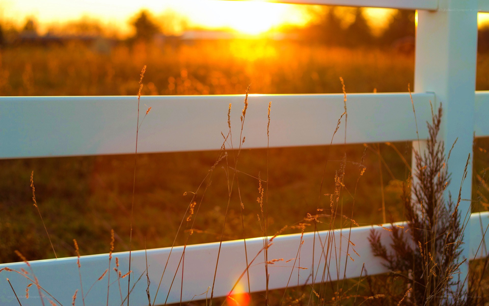 sunset over a white fence