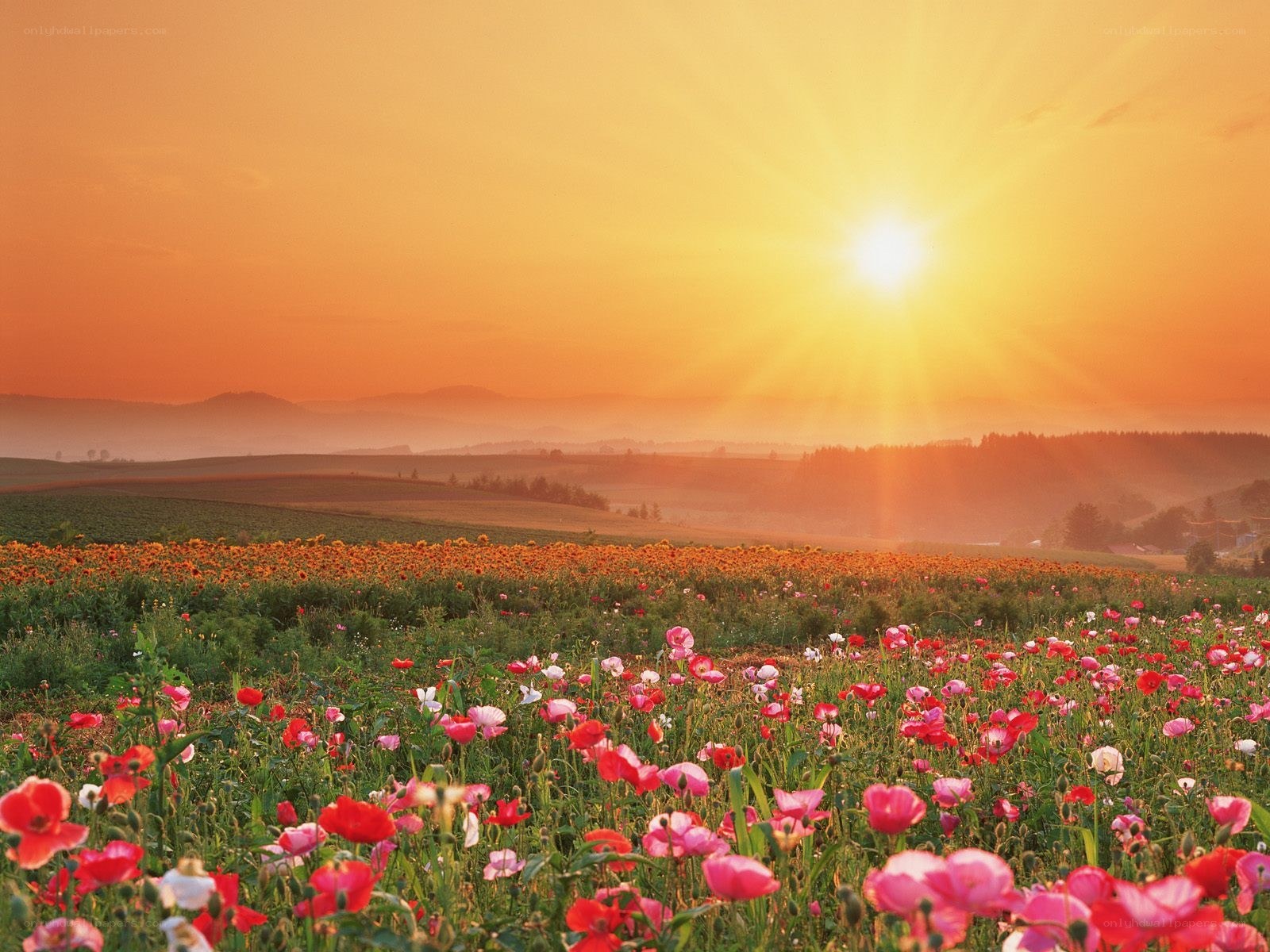 Sunset over a wildflower field