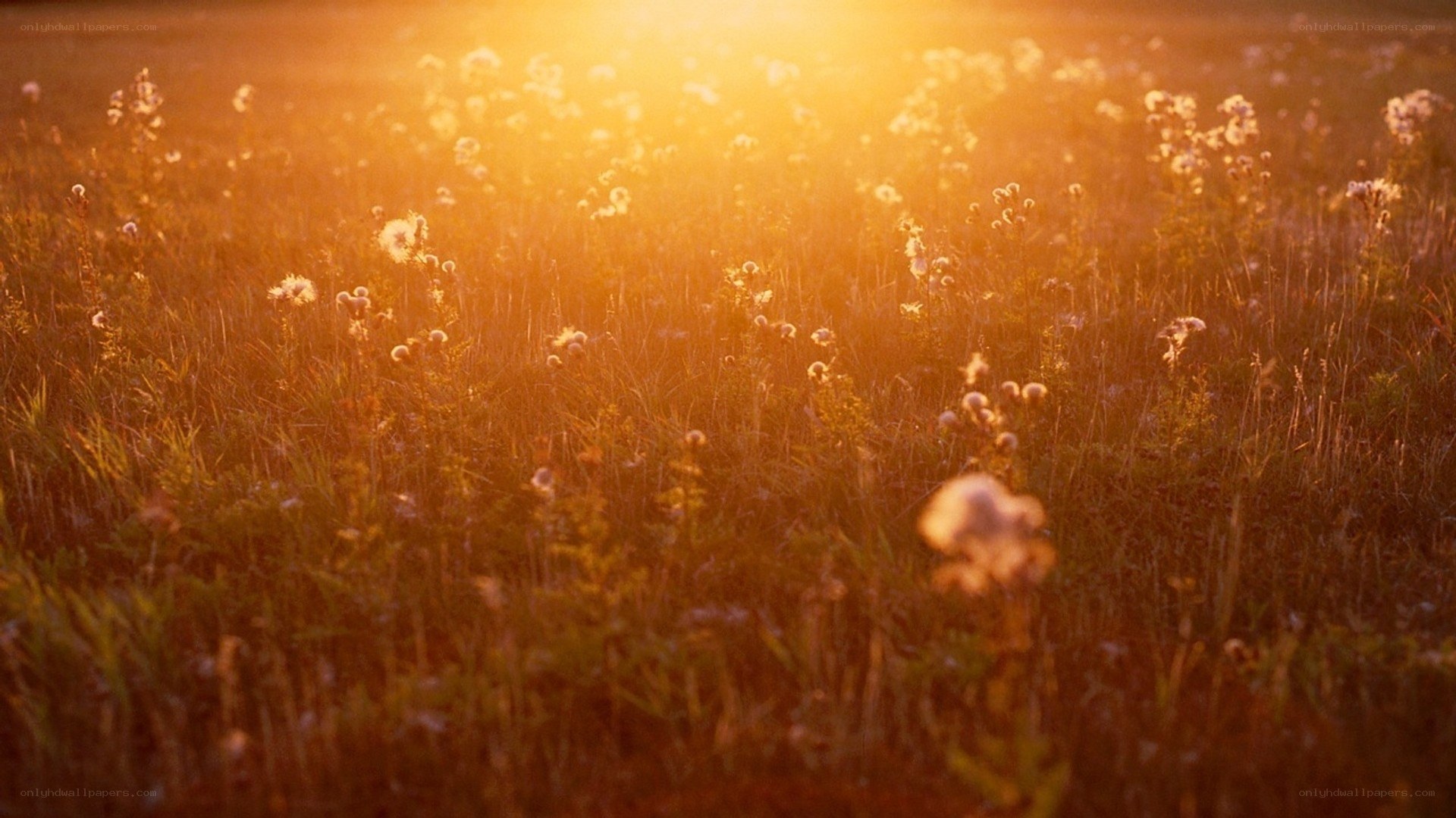 Sunset over a wildflower field