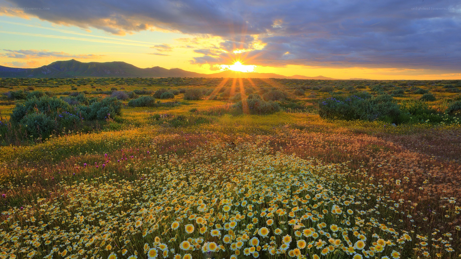 Sunset over a wildflower field