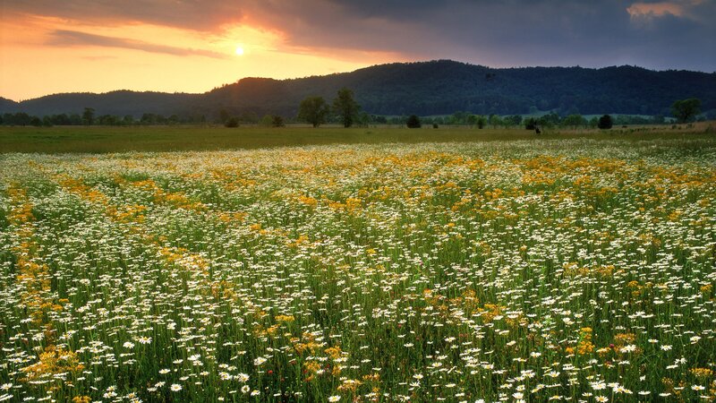 Sunset over a wildflower field
