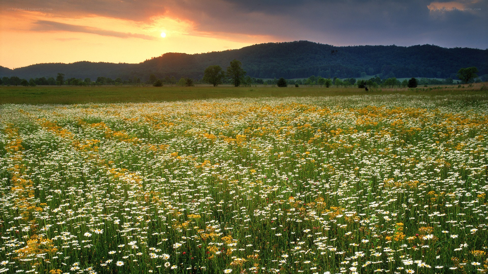 Sunset over a wildflower field