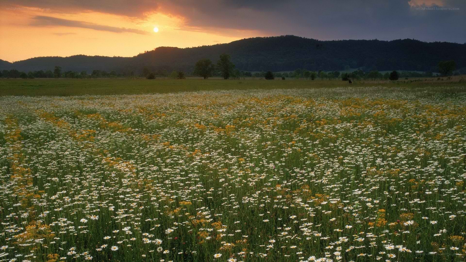 Sunset over a wildflower field