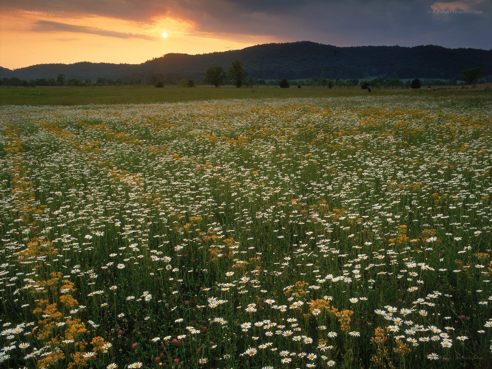 Sunset over a wildflower field