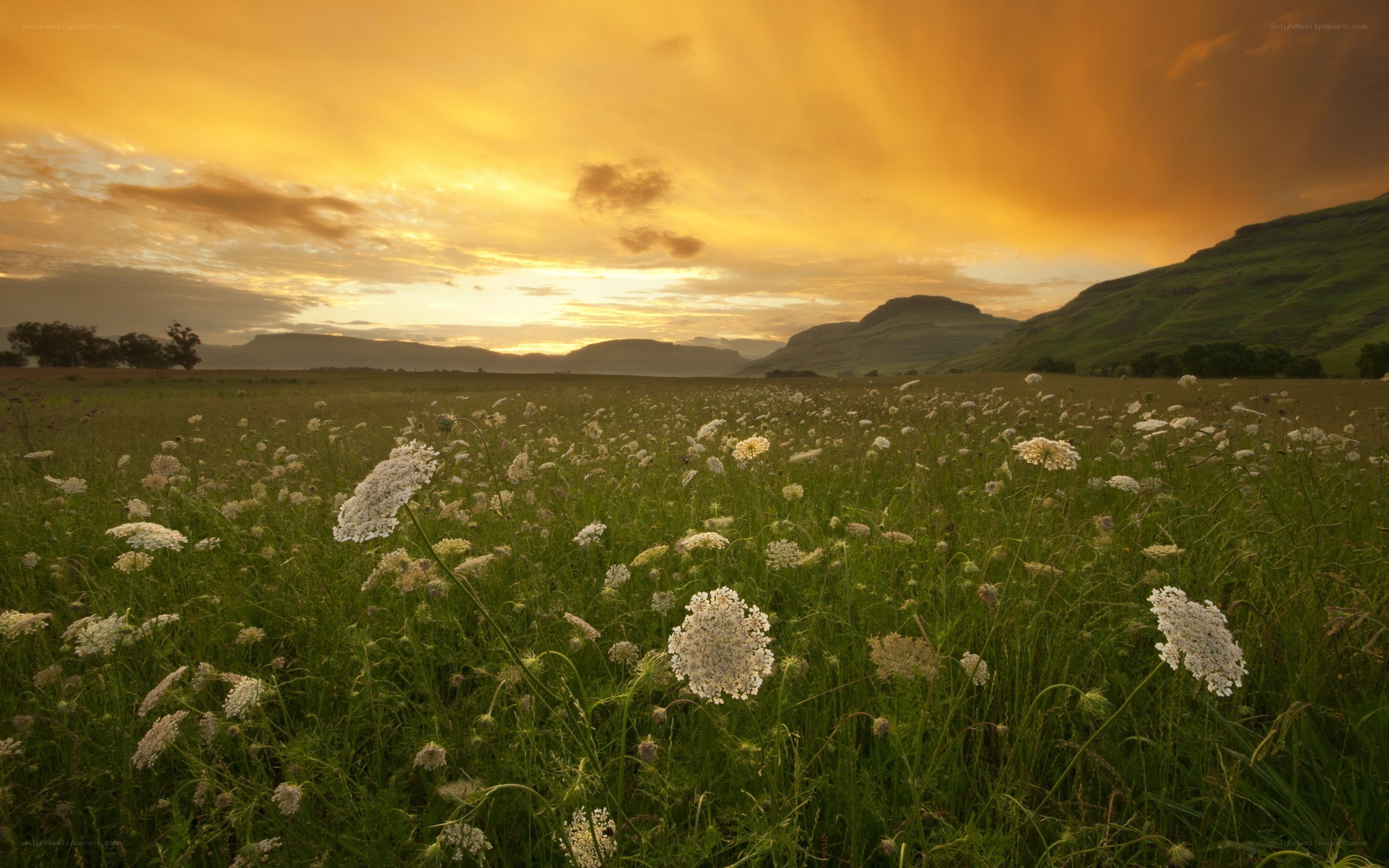 Sunset over a wildflower field