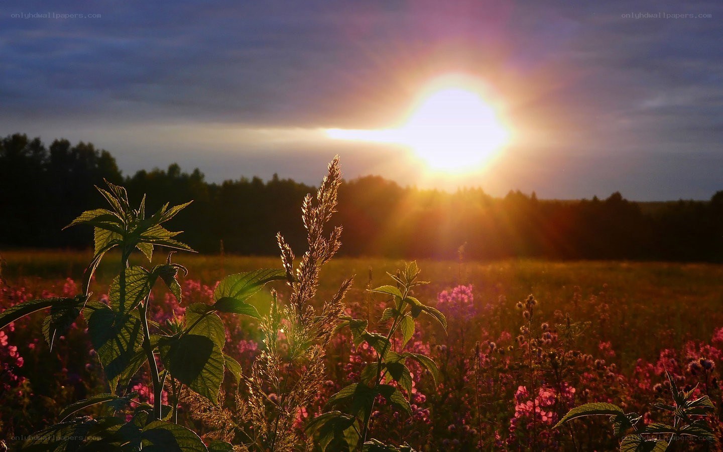 Sunset over a wildflower field