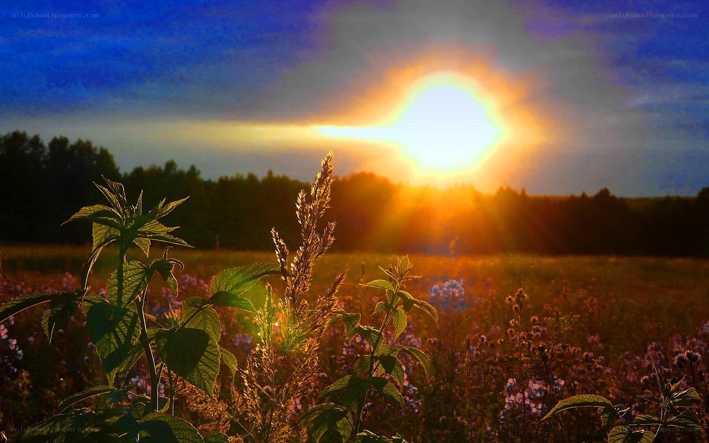 Sunset over a wildflower field