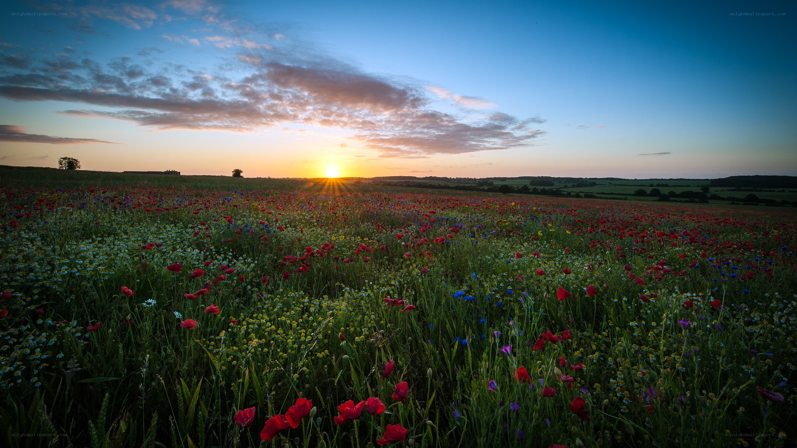 Sunset over a wildflower field