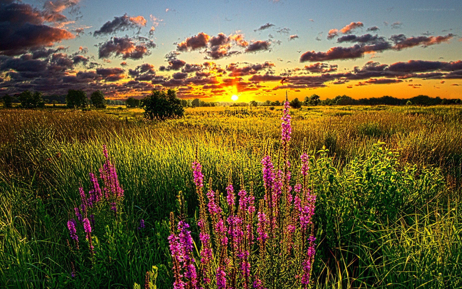 Sunset over a wildflower field