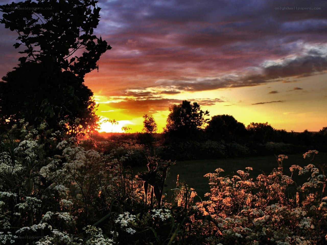 Sunset over a wildflower field