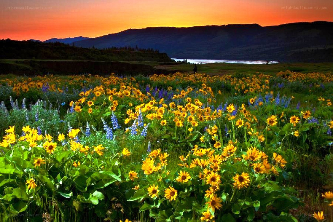Sunset over a wildflower field