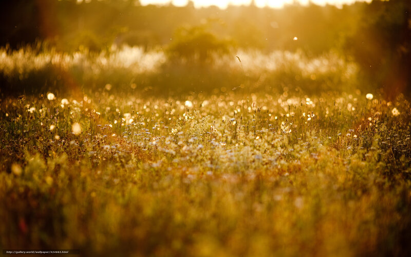 Sunset over a wildflower field