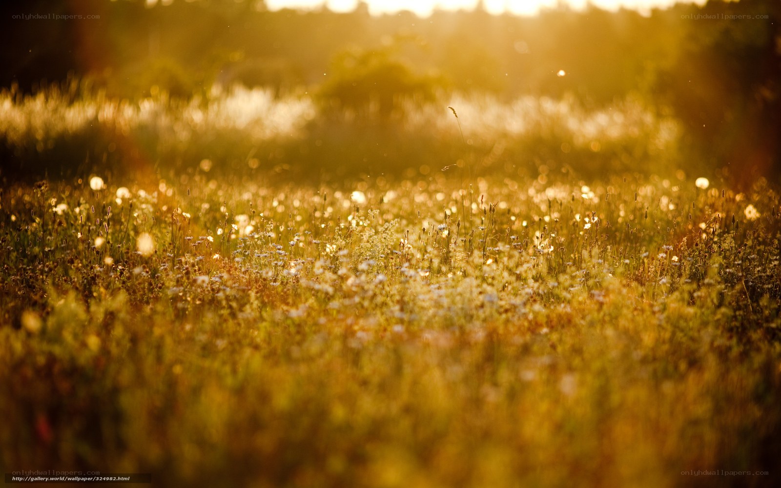 Sunset over a wildflower field