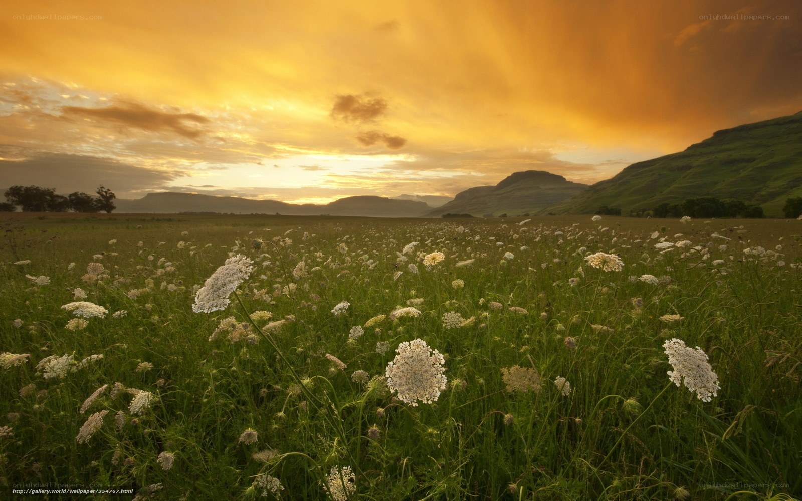 Sunset over a wildflower field