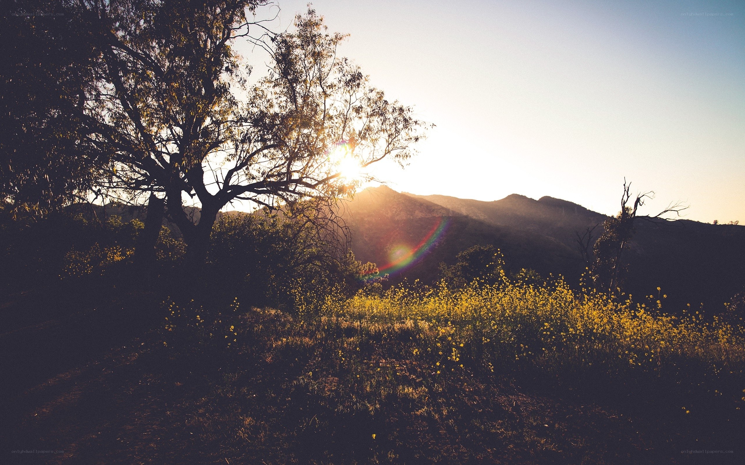 Sunset over a wildflower field