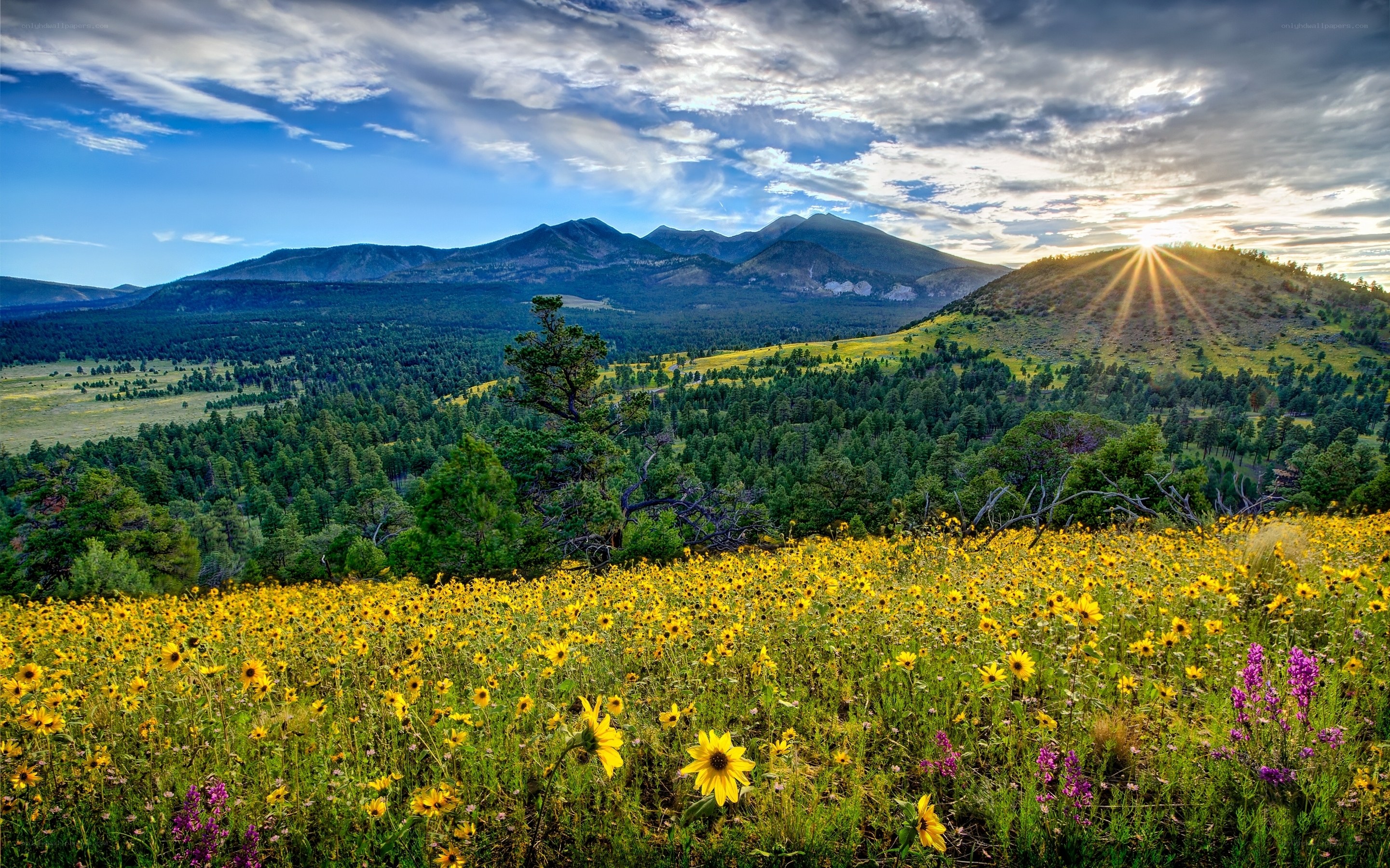 Sunset over a wildflower field