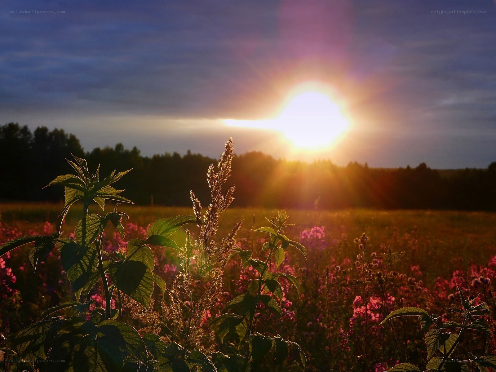 Sunset over a wildflower field