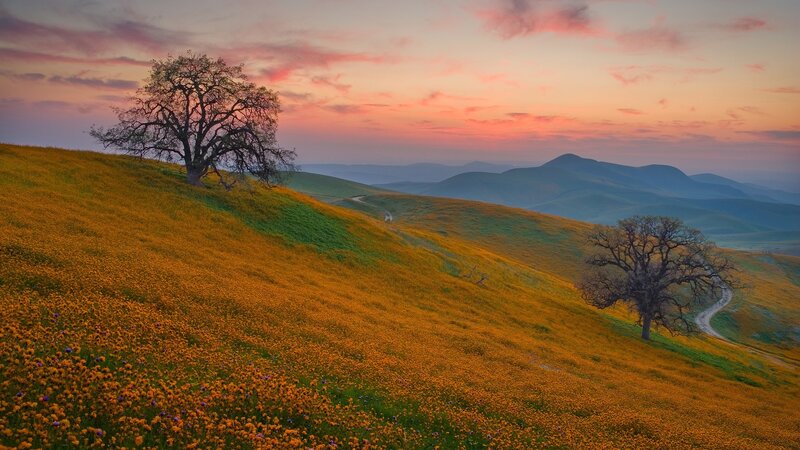 Sunset over a wildflower hill