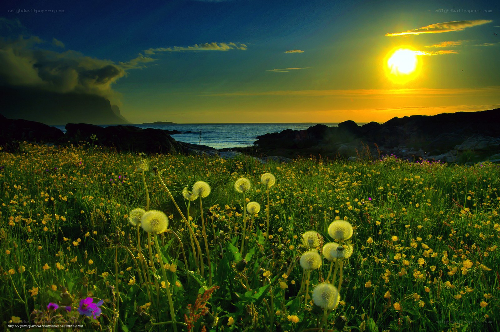 Sunset over a wildflower meadow