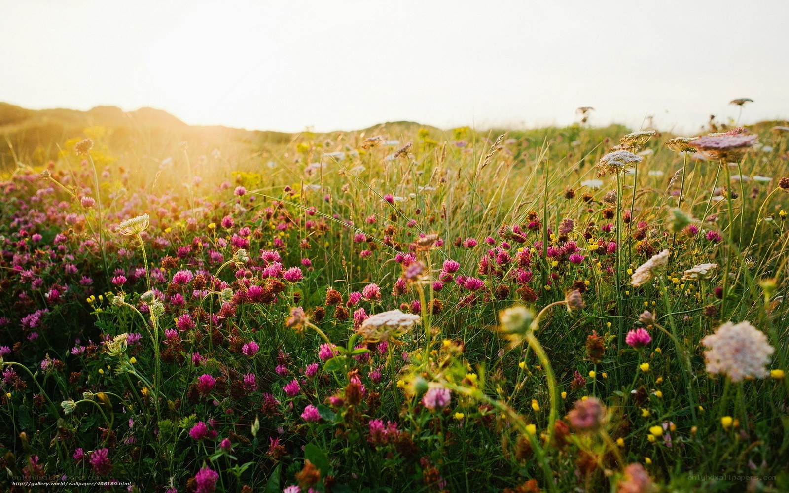 Sunset over a wildflower meadow