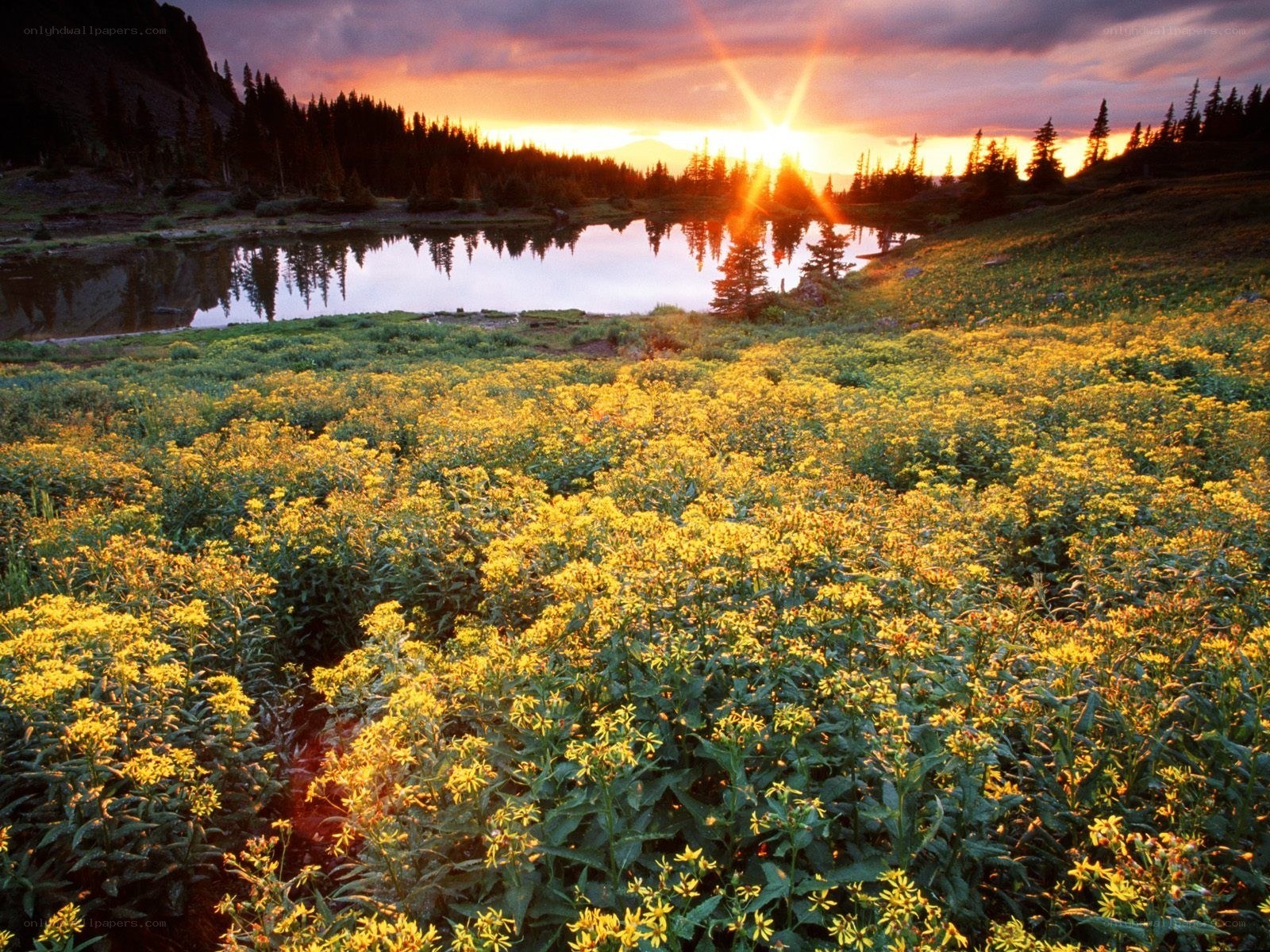 Sunset over a wildflower meadow