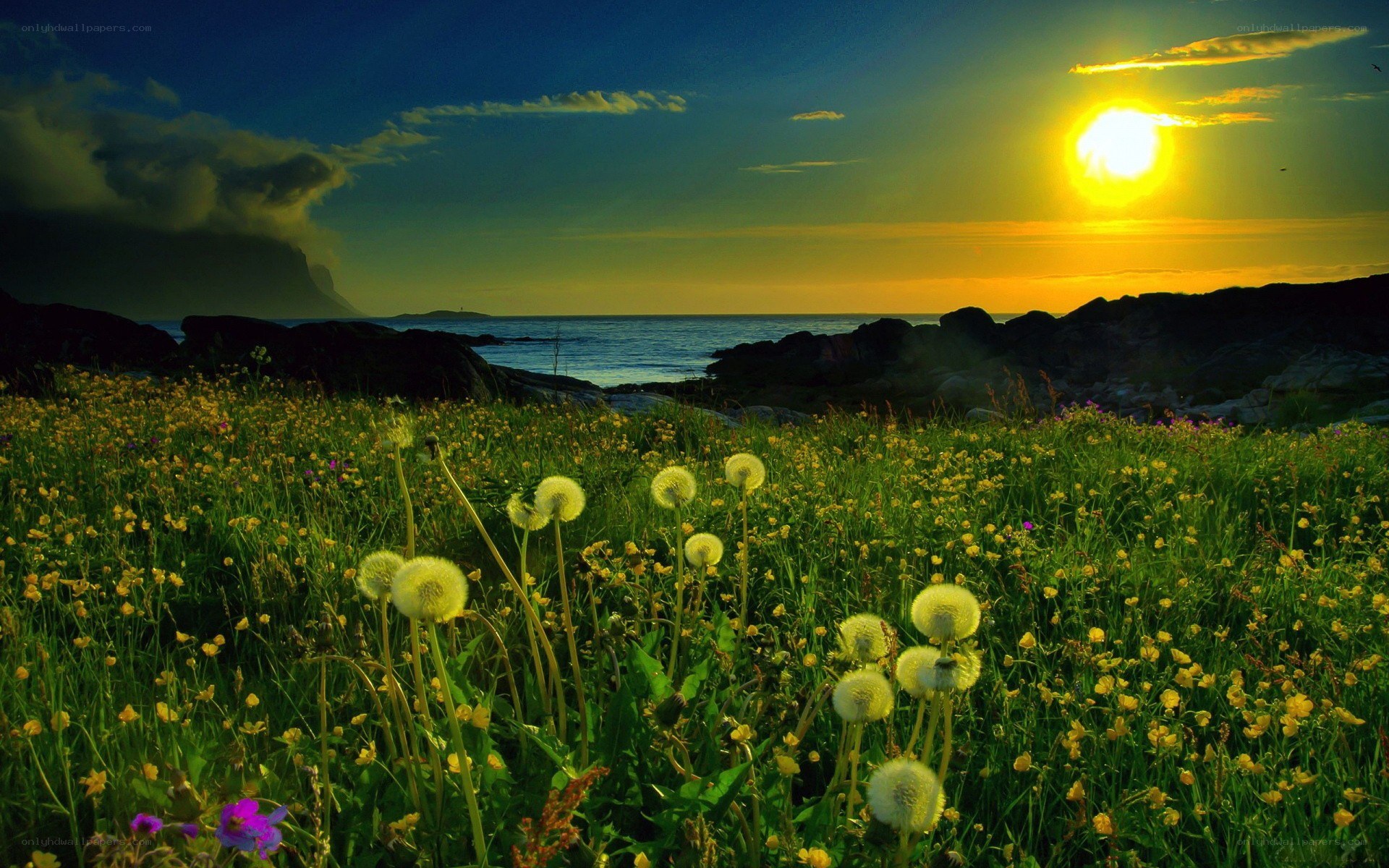 Sunset over a wildflower meadow