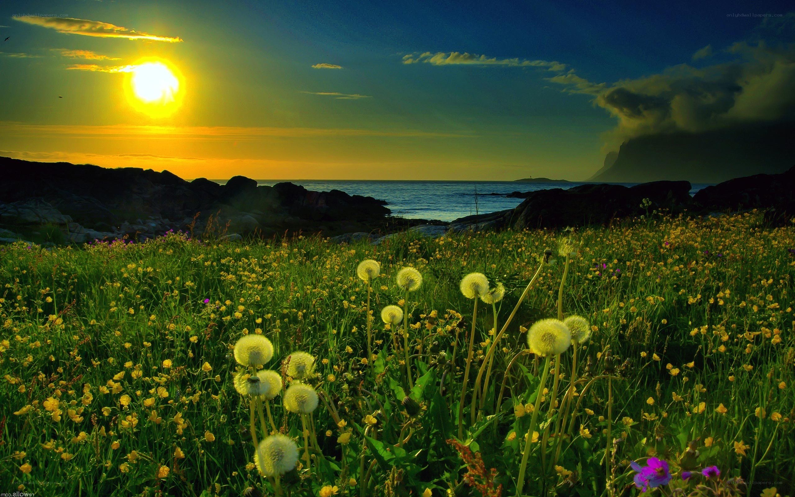 Sunset over a wildflower meadow