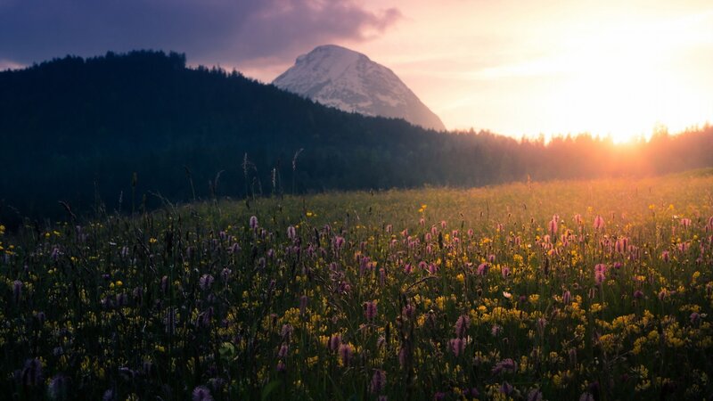 Sunset over a wildflower meadow