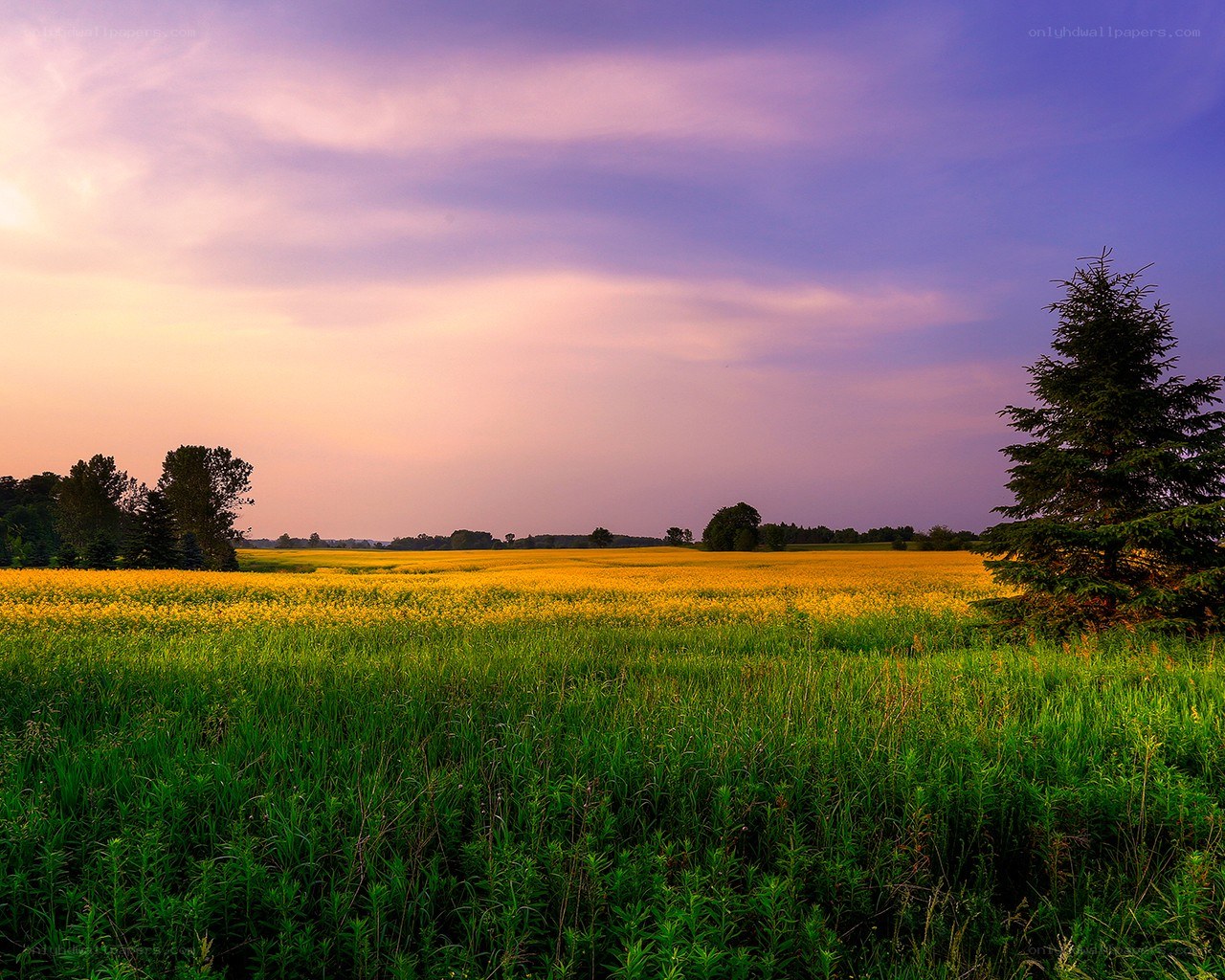 Sunset over a yellow field