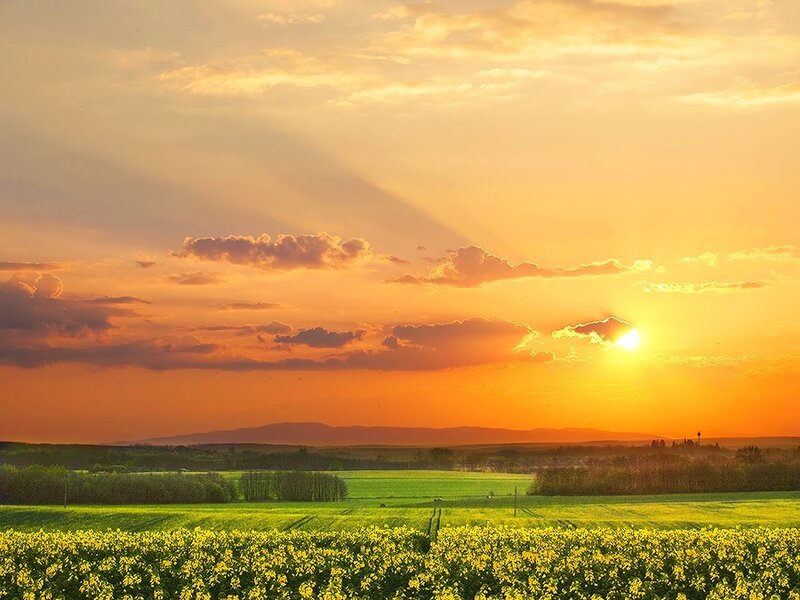 Sunset over a yellow field