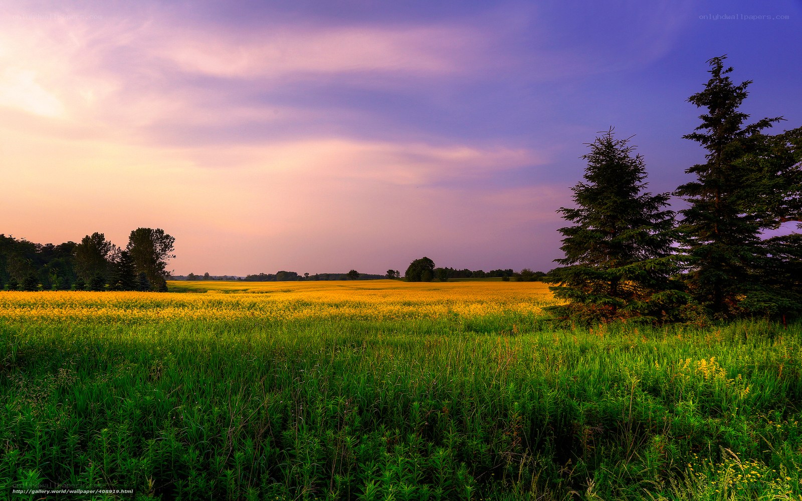 Sunset over a yellow field