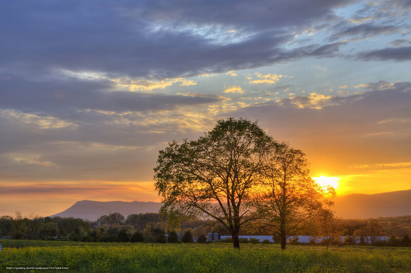 Sunset over a yellow field