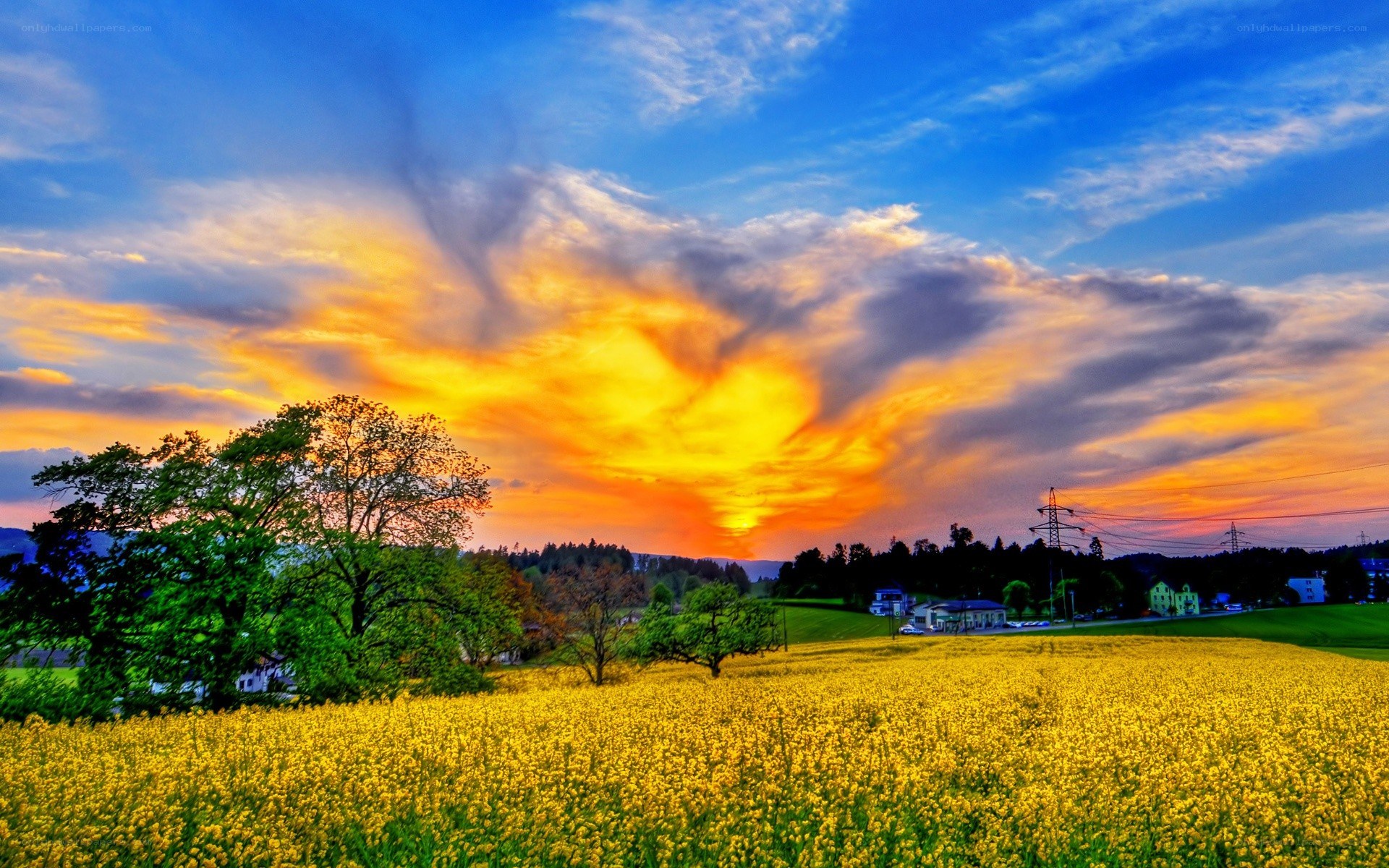 Sunset over a yellow field
