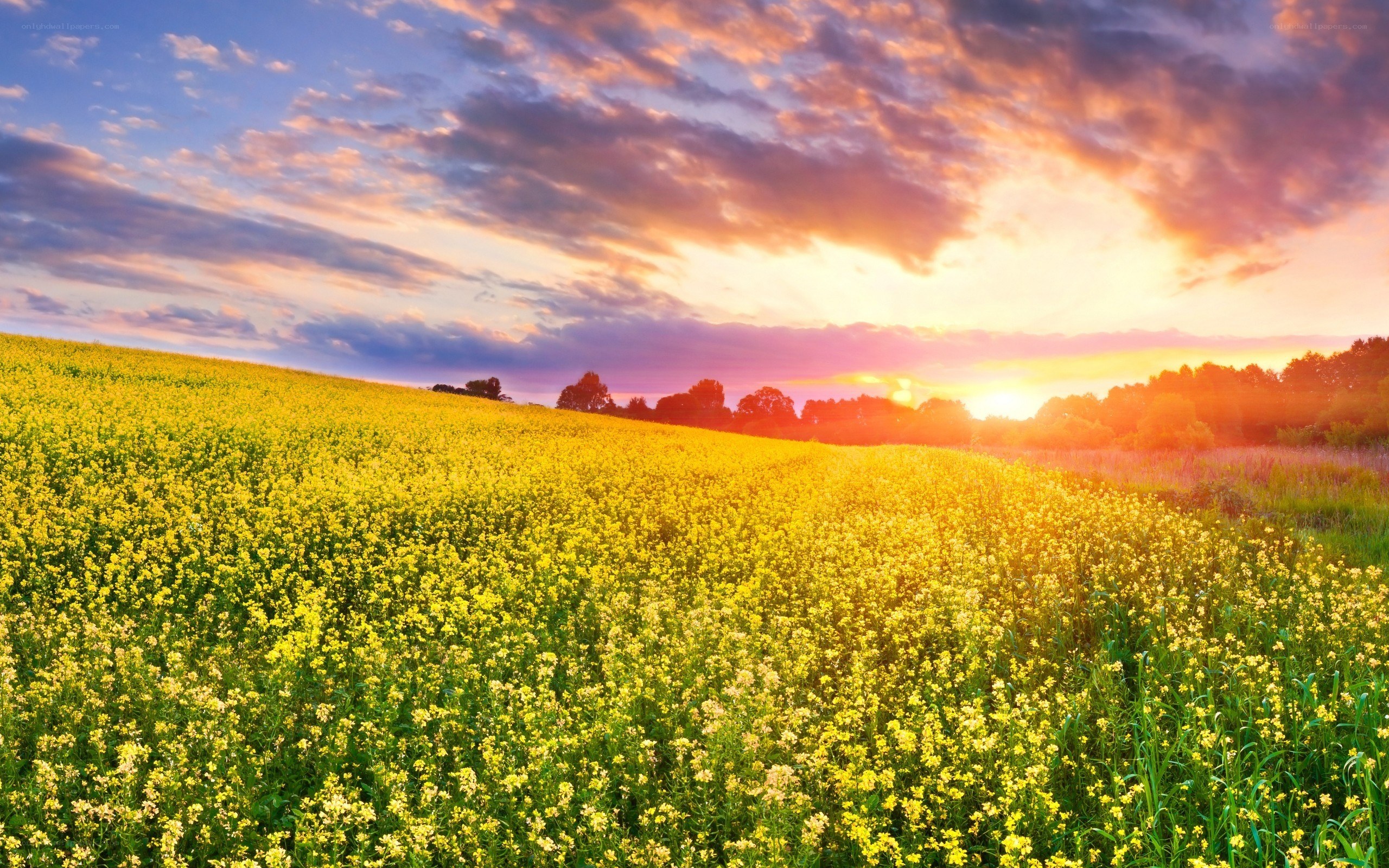 Sunset over a yellow flower field