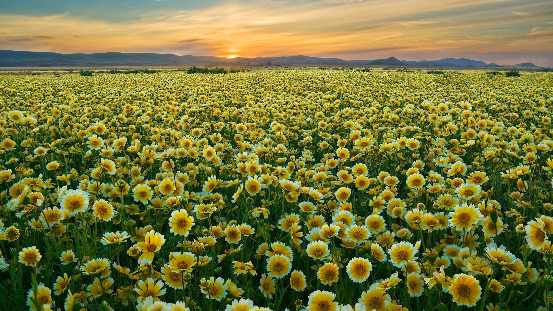 Sunset over a yellow flower field