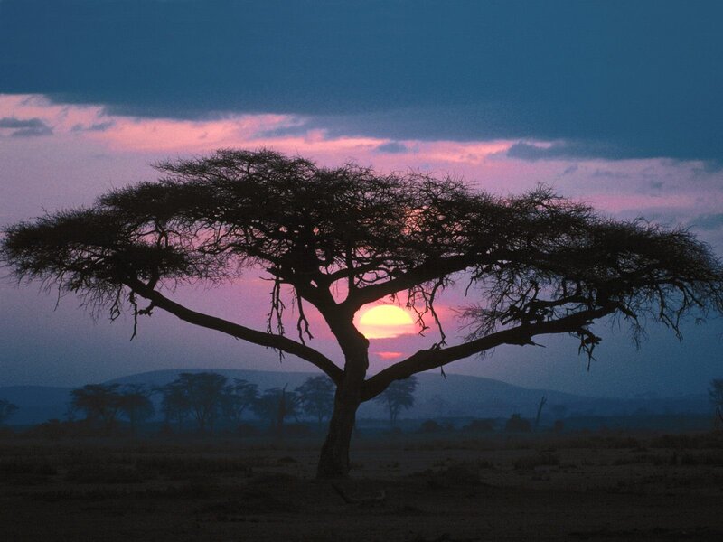 Sunset over acacia tree