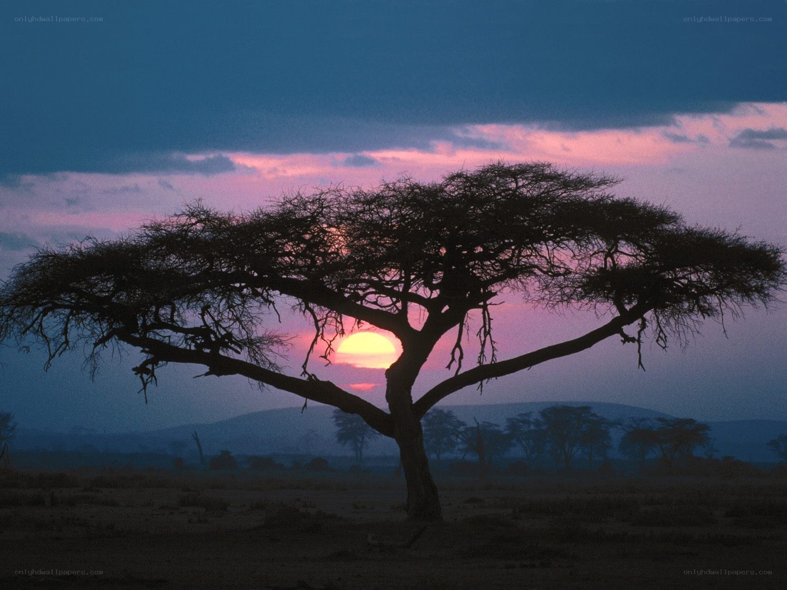 Sunset over acacia tree