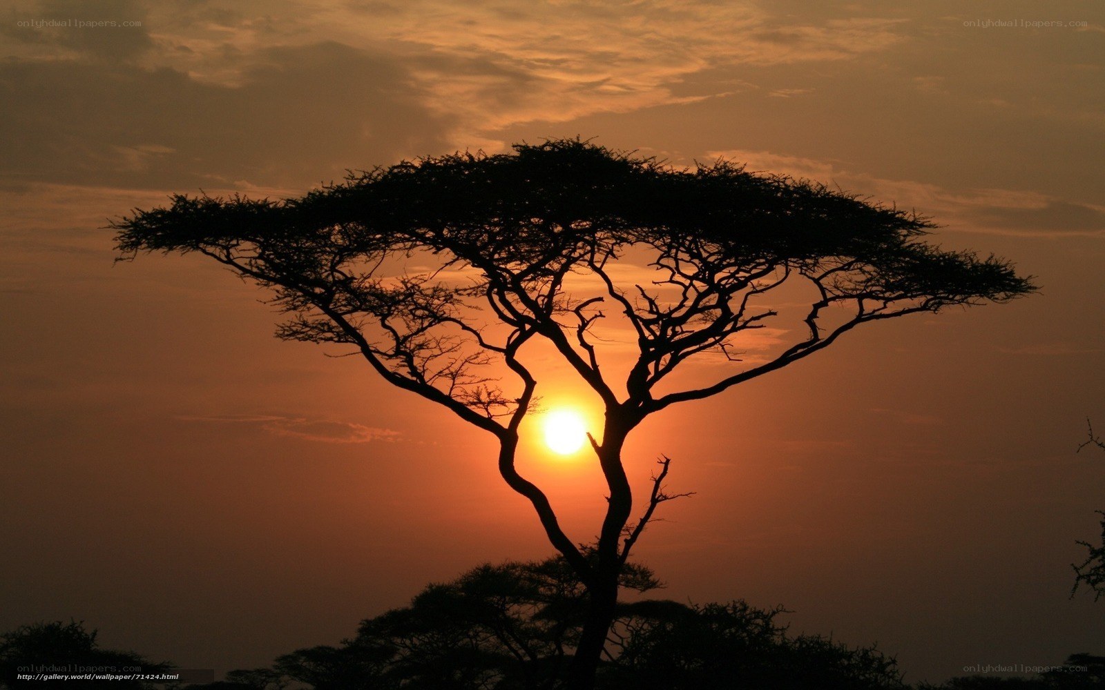 Sunset over acacia tree