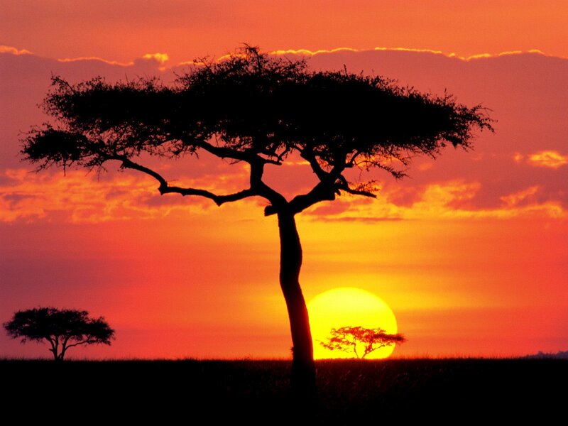 Sunset over acacia trees