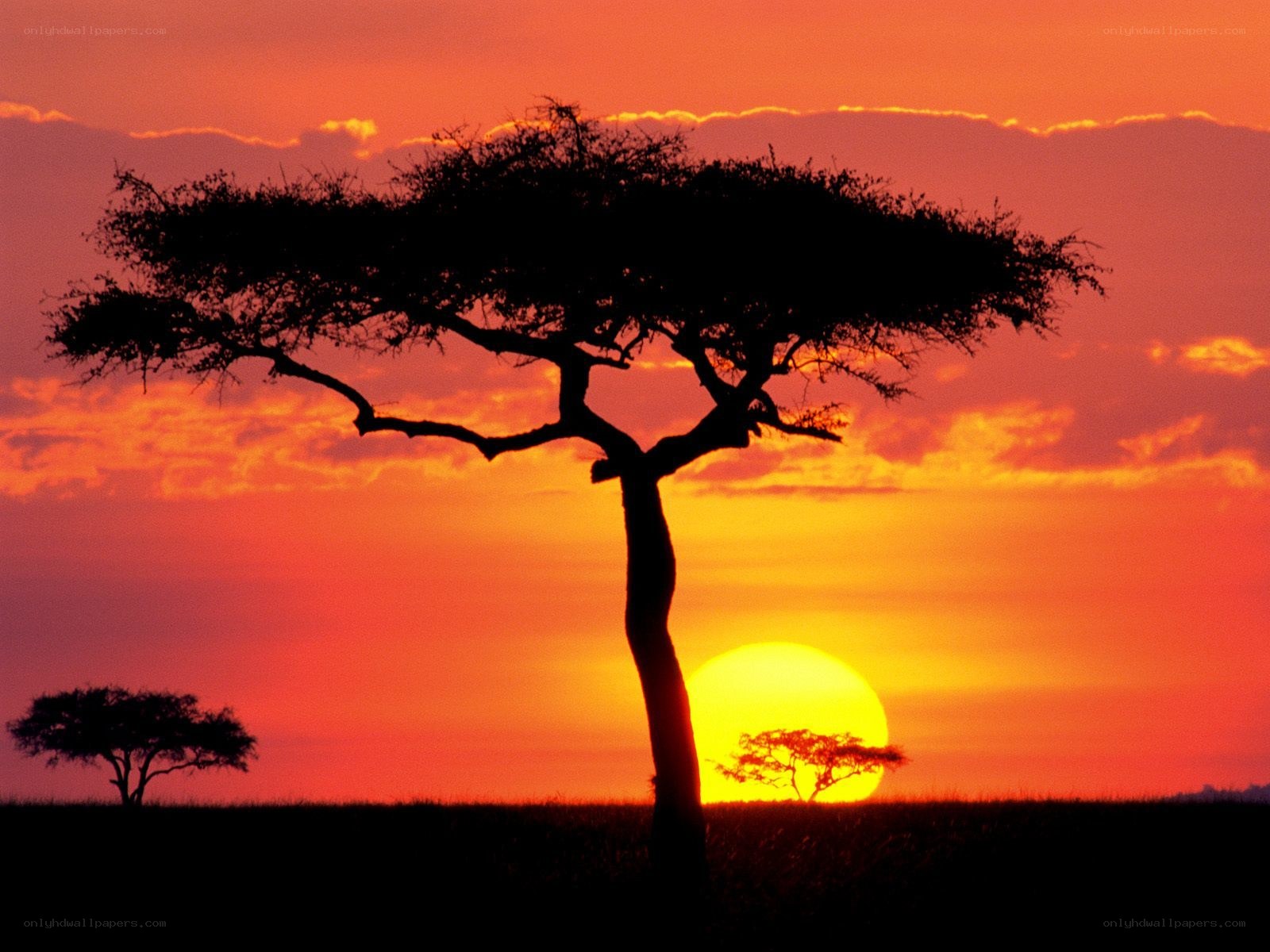 Sunset over acacia trees