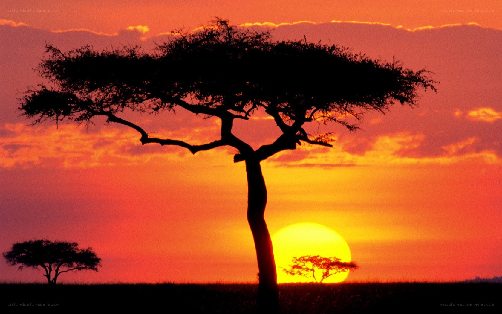 Sunset over acacia trees