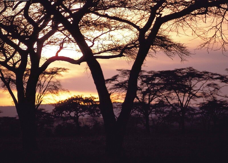 Sunset over acacia trees