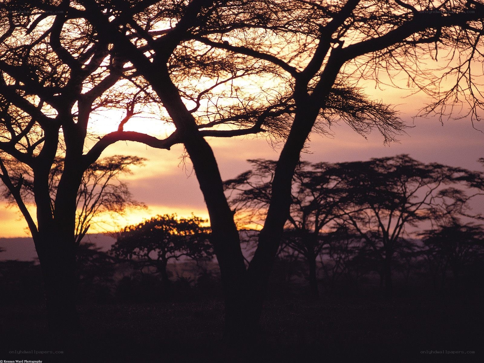 Sunset over African savanna