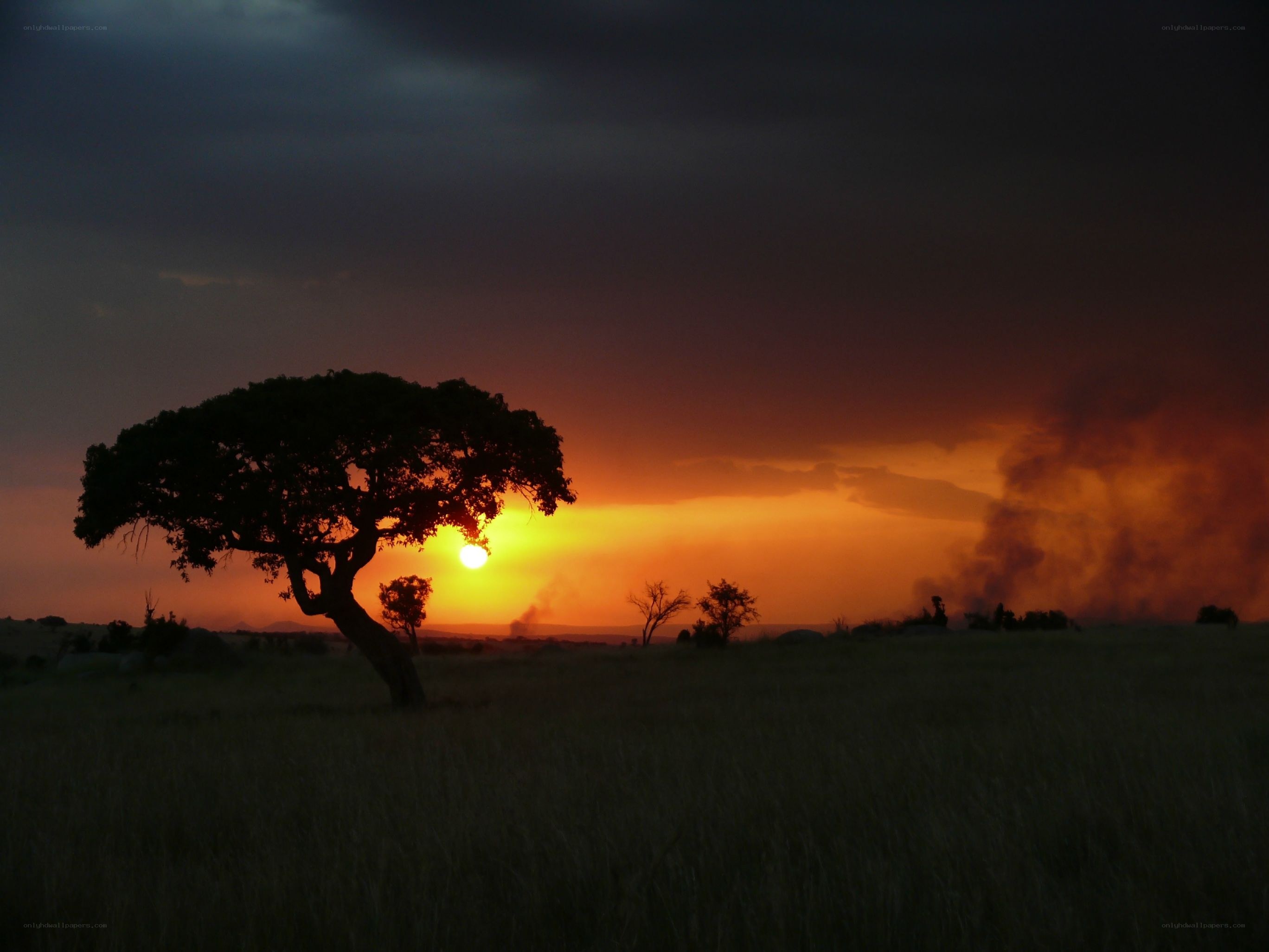 Sunset over African savanna