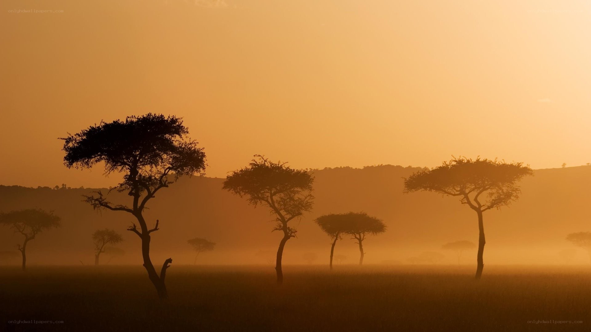 sunset over african savanna