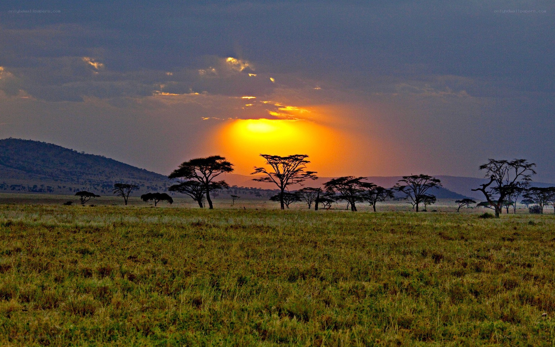 Sunset over African savanna